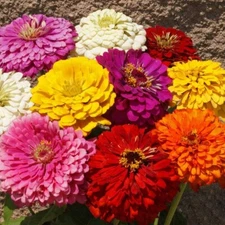 1 Lb Dahlia Flowered Mixed Zinnia Wildflower Seeds - Everwilde Farms Mylar