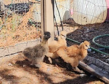  6-Silkie Hatching Eggs