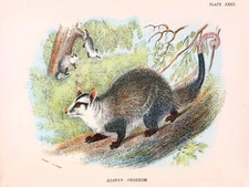 10833.Decor Poster.Room wall.Vintage Art design.Opossum nature illustration