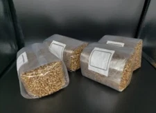 2x4 lb sterilized rye berry grain mushroom spawn bag Ready To Grow. Unicorn Bag