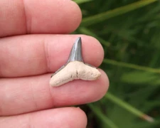 0.95" Lemon Shark Fossil Tooth Bone Valley Florida