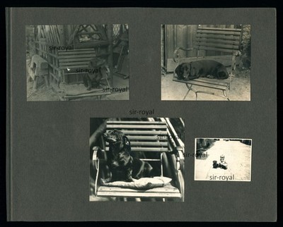 Dachshund Dog - 1930s - Teckel Dachshund - Photo Album Page 19x16cm