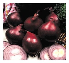 ORGANIC ONION  RED BARON  200 FINEST SEEDS