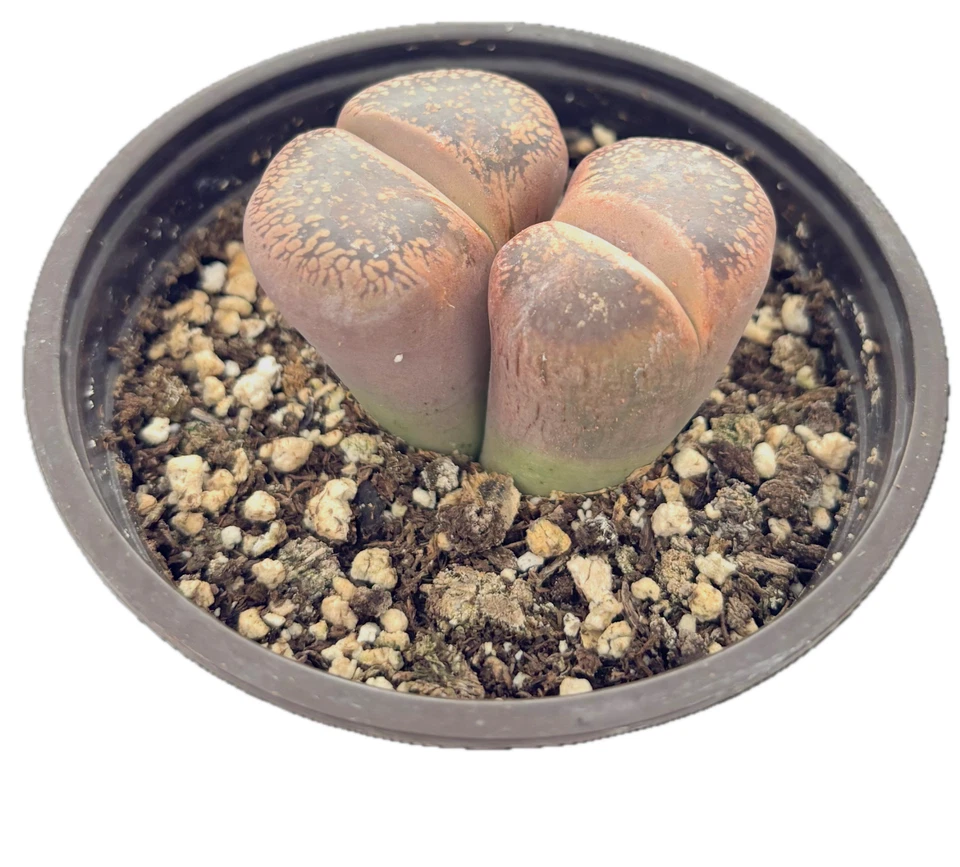 Was $20 Now $10 Lithops Live Succulent Plant, Large 4" Pot, Rare Living Stone - Image 3 of 4