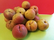 10 Fresh Seeds - Ornamental Quince JAPANESE QUINCE, CHAENOMELES JAPONICA