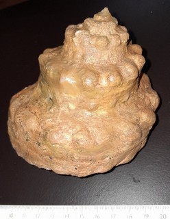 Gastropode grosse Pleurotomaria precatoria Schalenerhaltung Dogger Polen