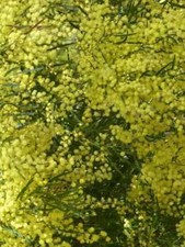 Mimosa albero di Acacia albero di mimosa pianta da giardino albero da giardino