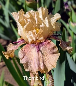 'Thornbird'  Tall Bearded  Iris Rhizome PRE-SALE to Ship Aug/Sept