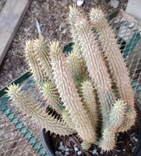 Hoodia gordonii Huge Many Branches Hunger Suppress Beautiful Cactus Imitation