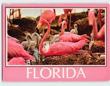 Postcard Colorful flamingos nesting in tropical Florida USA
