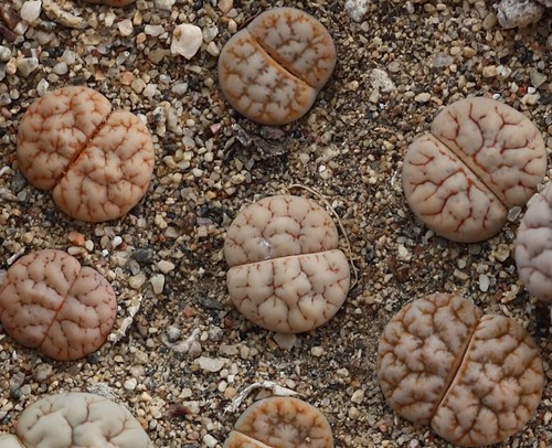 SEEDS - Lithops gracilidelineata C189×C309A 20seeds - Picture 3 of 4