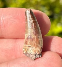 NICE Fossil Crocodile Tooth Niger Africa Cretaceous Age Croc Elrhaz Formation
