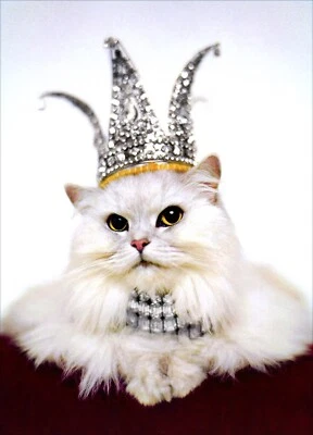 Funny HAPPY BIRTHDAY Card, Royal Queen Princess Kitten Cat by Avanti + Envelope