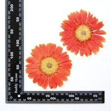 2PCS Real Pressed Dry daisy Flower, Large orange Flower Head for art FSS26 12
