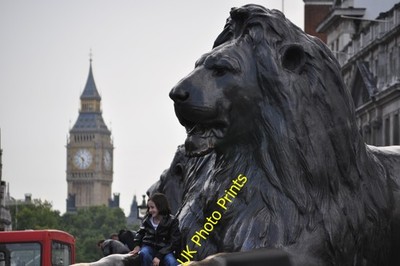 Photo A2 London : Westminster - Trafalgar Square Lion One of four huge b c2010
