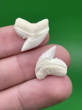 Modern Shark Tooth Collection Lot: Tiger Shark Teeth Pair