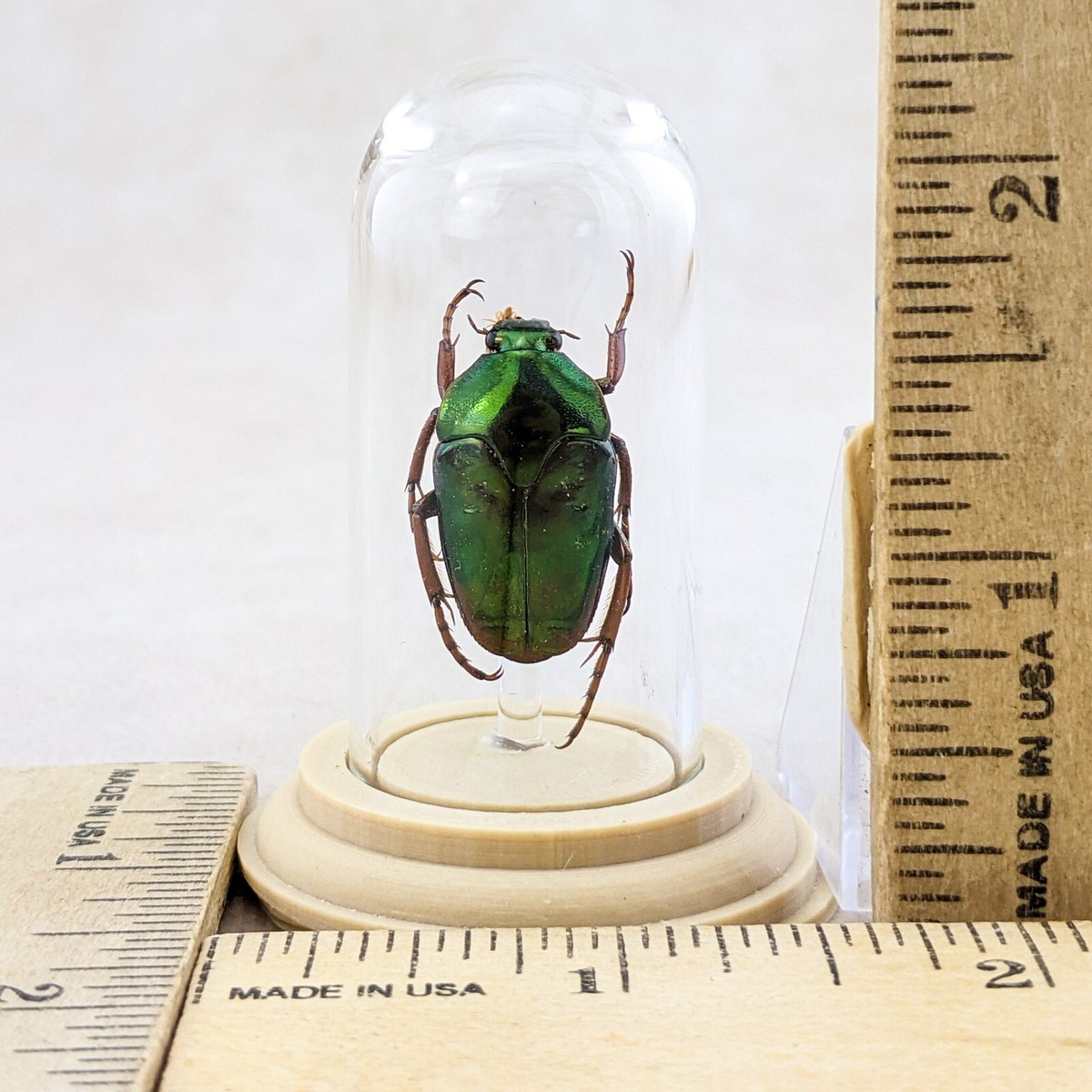 DeliciousTaylormade BeeAroundLil’BEEtle L21 large Flower Beetle Glass Dome Disply Entomology