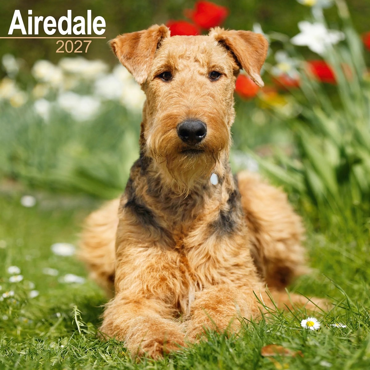 Airedale Terrier Calendar 2027, Wall Calendars, Month To View, Dogs, Gift