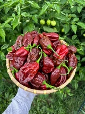 30Gram Chocolate Monster Pepper Seeds 