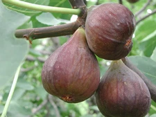 Delicious Celeste Fig