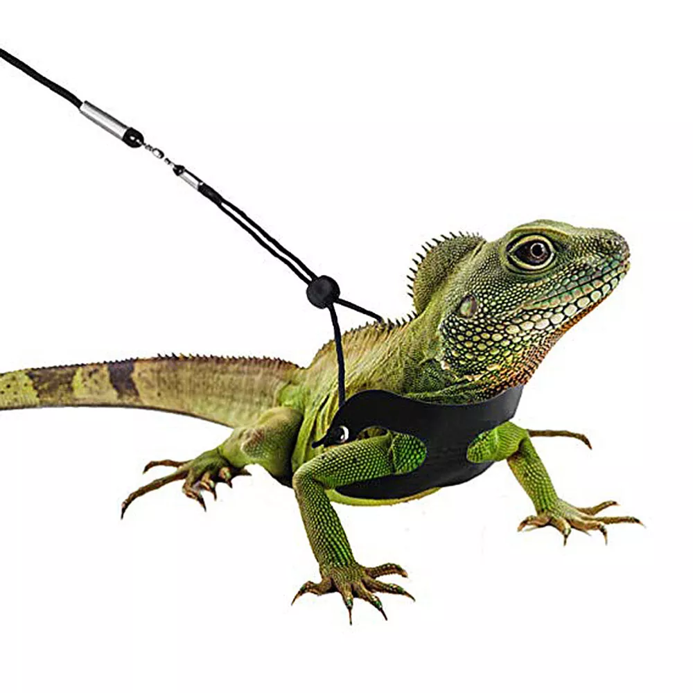 Iguana hotsell cage accessories