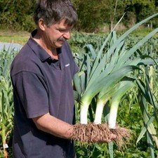 Seeds Leek Giant Winter Vegetable NON GMO Organic Original Package