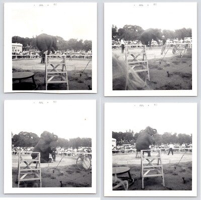 1960~Gymnastic Elephant Show~Baraboo WI~Circus World Museum~Vintage Photos