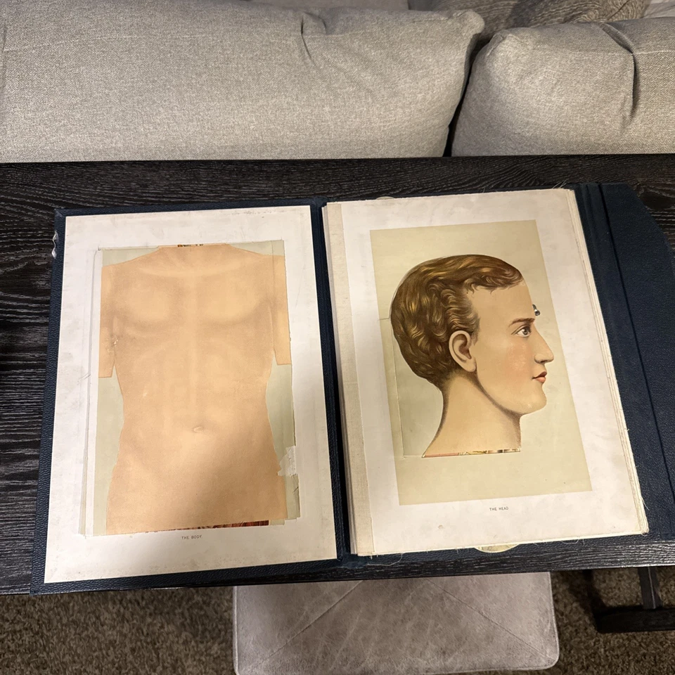 Ayuda anatómica del embalsamador, finales del siglo XIX Foto 2 de 4