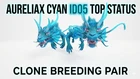 Aureliax Clone Breeding Pair Top Status Ark Asa Pve Official PC/XBOX/PS5