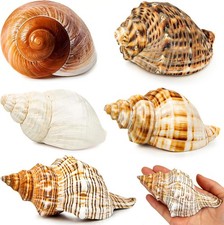 5PCS Extra Large Hermit Crab Shells Natural Sea Conch Size 3" - 4.7", Opening