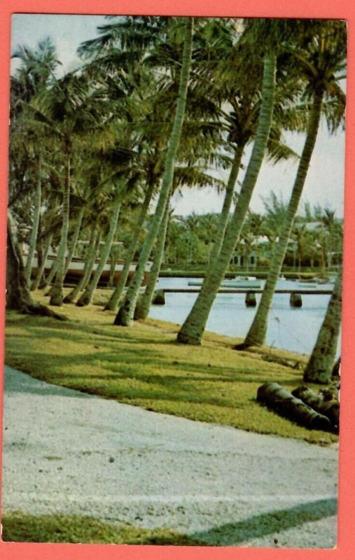Bermuda, Coconut Palms "Flatts" VINTAGE PC. 1157