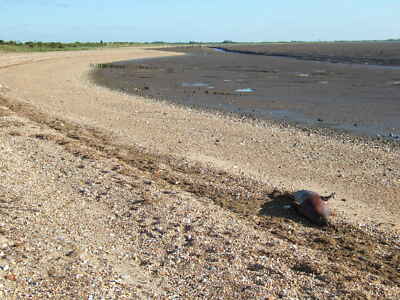 Foto 6x4 Eine Robbe wird am Strand von Snettisham explodieren Eine tote Robbe auf der c2010