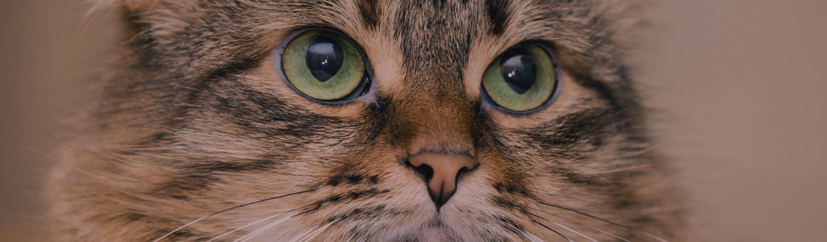 Schesir Cat Sterilized Light Pesce 10kg | L'Isola Dei Tesori - Foto 3