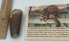 Spinosaurus T00th 2 3/4” Dinosaur F0ssil not T Rex Cretaceous N4