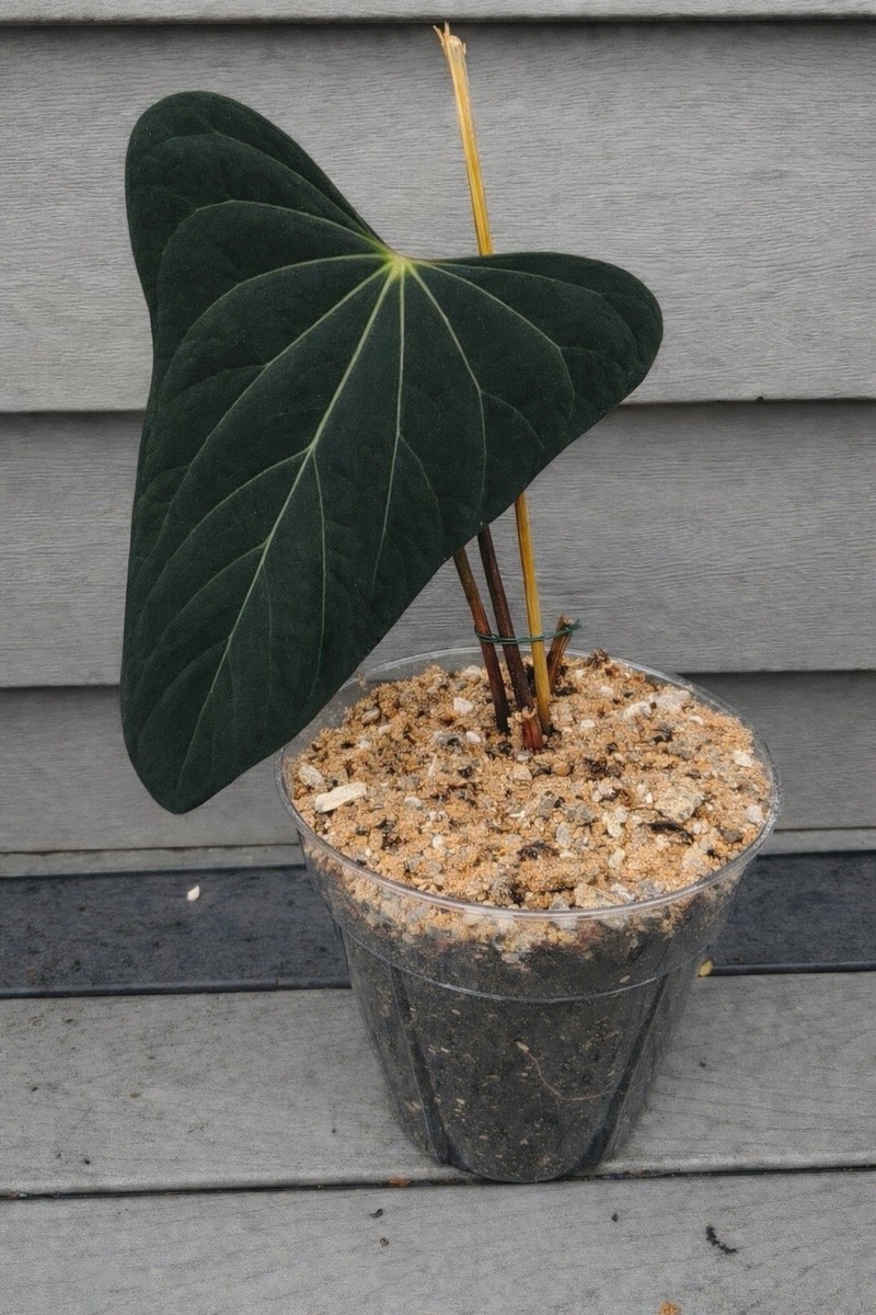 アンスリウム （papi FS x RVDP） x Portilae NSE Anthurium NSE Portillae x RL Papillilaminum 4” Seedlings