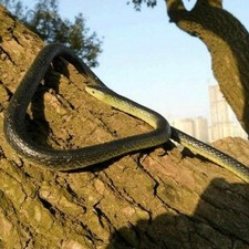 Fake Realistic Snake Lifelike Real Scary Rubber Toy Prank Joke Trick Halloween
