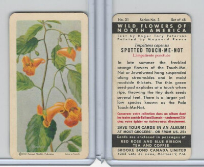 FC34-4 Brook Bond, Wild Flowers of NA, 1961, #31 Spotted Touch-Me-Not