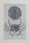 Max ERNST "Natural History" Signed Lithograph. 1/111 ex. Arches. 1972
