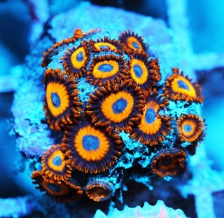 LA Lakers Zoa Frag Zoanthids Zoa Paly SPS LPS Corals WYSIWYG