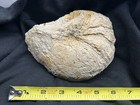 Beautiful 6.5” Texas Fossil Nautiloid Ammonite, Cymatoceras Sp, Grayson Formtn