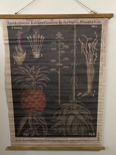 Repro hängende Leinwand Poster Ananas Botanische Karte Deutsch Zippel & Bollmann - Bild 6 von 8