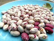 Krimson Bush Bean - a dependable favorite