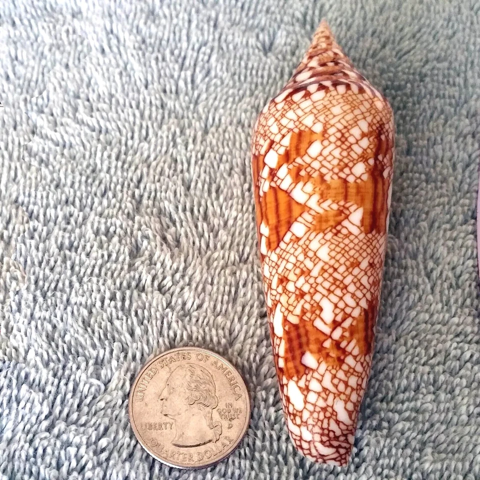 Conus bengalensis #21 93.5mm ULTRA! RARE GEM BEAUTY from Thailand - Image 4 of 4