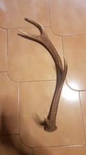 Palchi/Corna Di Cervo (Prezzi Variabili In Base Al Palco)