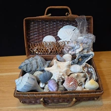 Seashell Fossil Rock Collection w/ Large Coral Fossils Vintage Chinese Basket...
