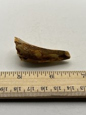 Spinosaurus 2” TOOTH  Teeth Dinosaur Fossil T Rex Cretaceous Morocco T8