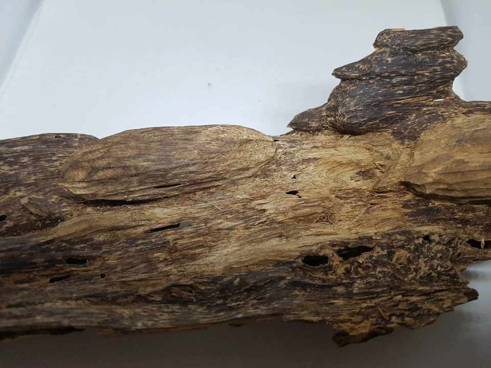 Wild Terengganu Oud Agarwood Aquilaria Malaccensis - Image 2 of 4