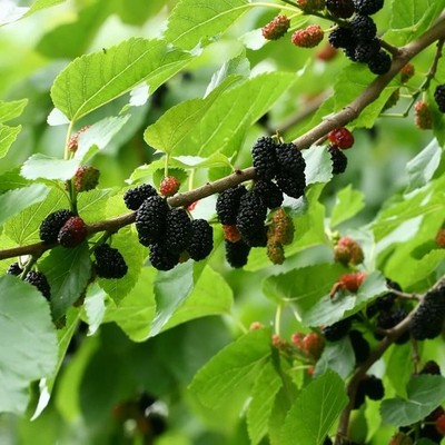 Schwarzer Maulbeerbaum 20 Samen (Morus nigra) / winterharter essbarer Obst- & Schattenbaum