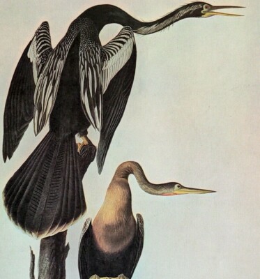John James Audubon Birds ANHINGA Vintage Art Book Plate 64