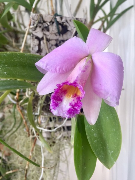 Laelia jongheana x praestans Orchid Blooming now Very Rare